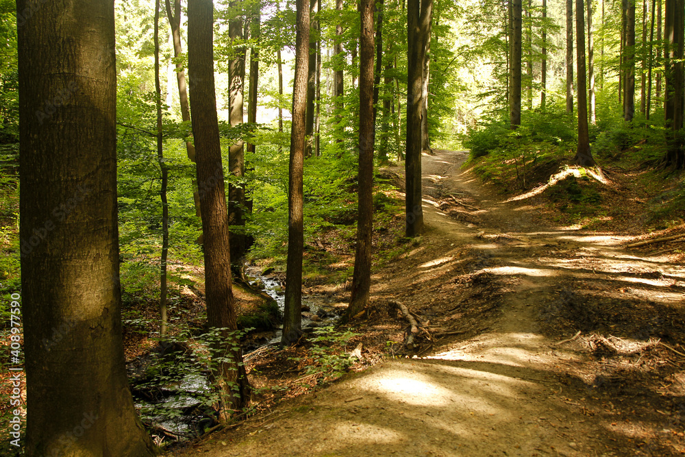 Obraz premium forest road