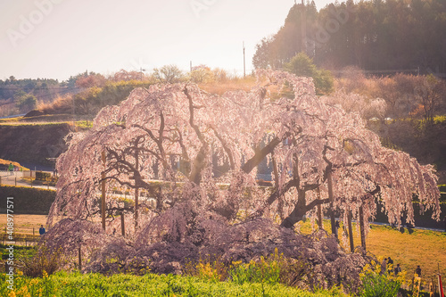 【福島】満開の三春滝桜 逆光