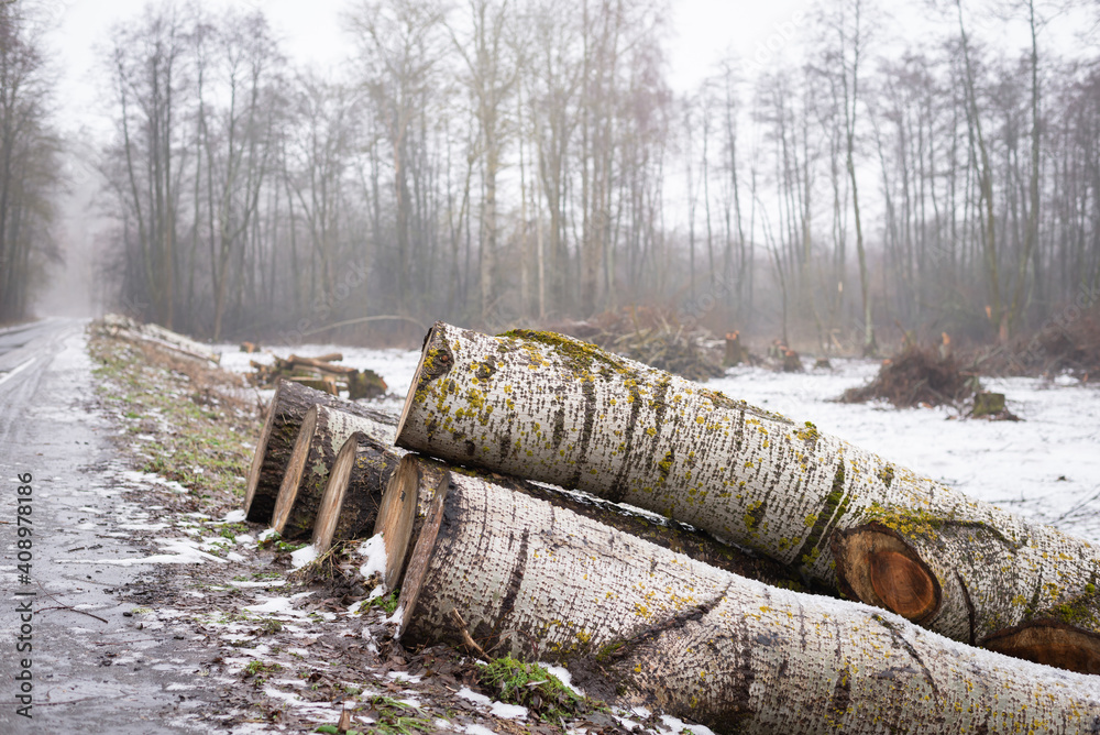 Fototapeta premium Aspen tree trunks near the road in forested area. Cutting trees in winter