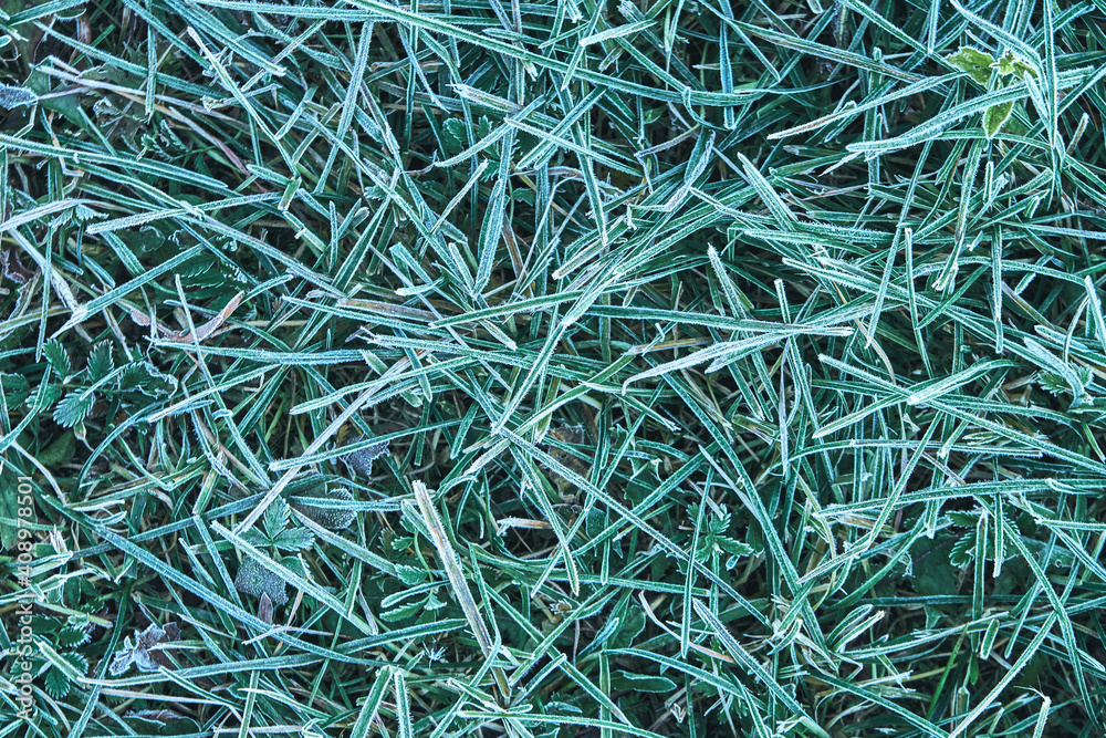 High green grass covered with fresh white hoarfrost growing on garden meadow in cold early autumn morning close upper view High green grass covered with fresh white hoarfrost growing on garden meadow in cold early autumn morning close upper view