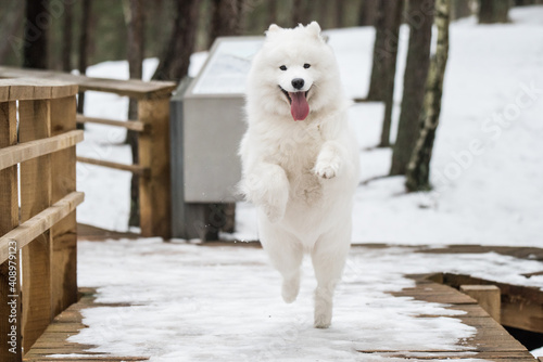 Samoyed white dog is running on snow path road Balta kapa photo