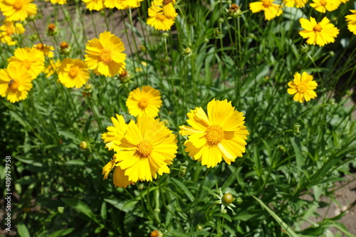 Vibrant yellow flowers of Coreopsis lanceolata in June