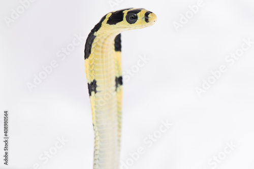 baby King Cobra (Ophiophagus hannah), a poisonous snake native to southern Asia. on white background photo