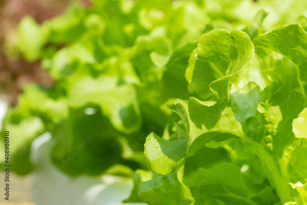 Hydroponic plants in vegetable garden farm in home. Selective focus on Green oak lettuces leafs in organic modern farm with copy space. Healthy and quality in smart agricultural Hydroponic plants in vegetable garden farm in home. Selective focus on Green oak lettuces leafs in organic modern farm with copy space. Healthy and quality in smart agricultural