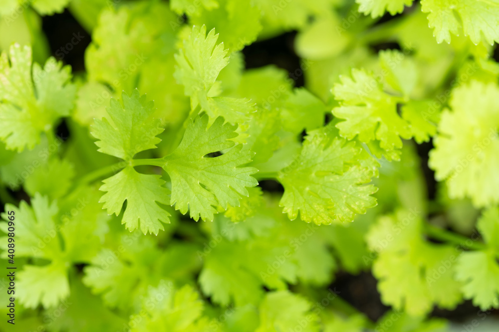 Top view of Hydroponic plants in vegetable garden farm in home. Selective focus on cilantro leafs in organic modern farm with copy space. Healthy and smart agricultural concept Top view of Hydroponic plants in vegetable garden farm in home. Selective focus on cilantro leafs in organic modern farm with copy space. Healthy and smart agricultural concept