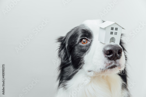 Funny portrait of cute puppy dog border collie holding miniature toy model house on nose, isolated on white background. Real estate mortgage property sweet home dog shelter concept © Юлия Завалишина