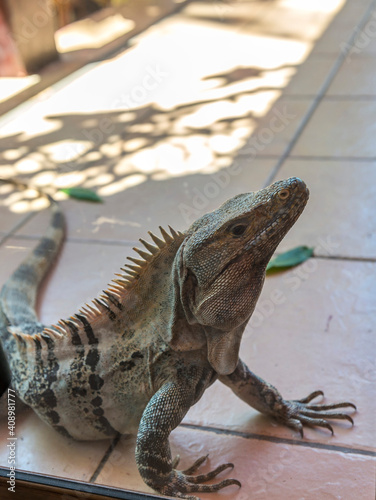 Big iguana  monitor lizard. Costa Rica.