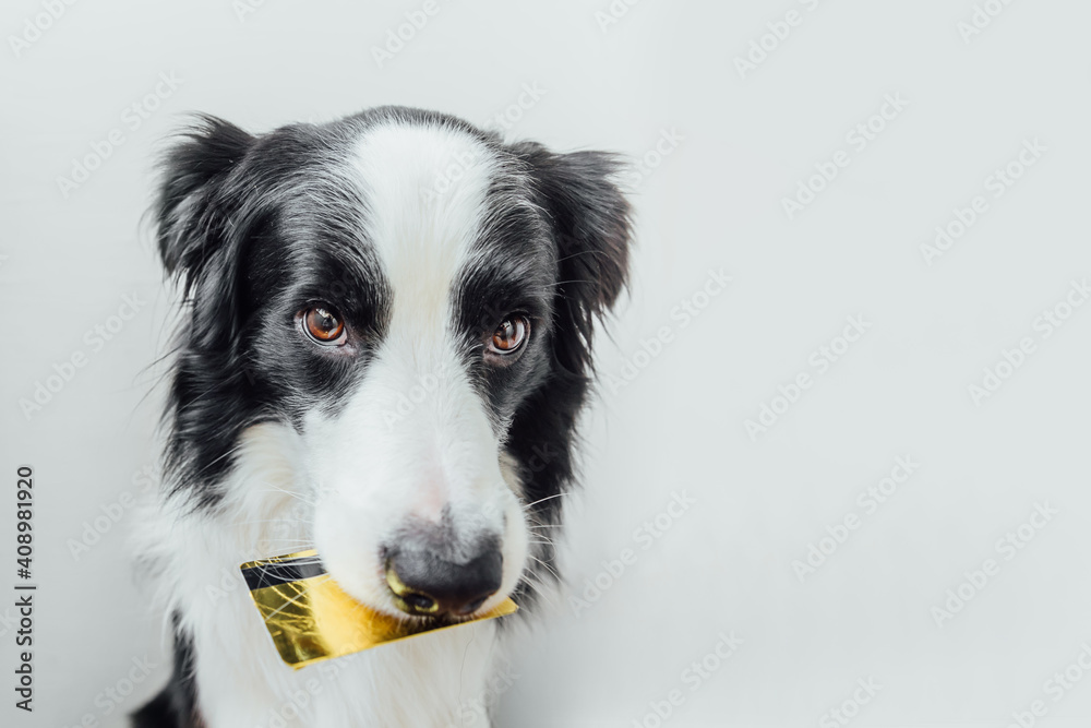 Cute puppy dog border collie holding gold bank credit card in mouth isolated on white background. Little dog with puppy eyes funny face waiting online sale, Shopping investment banking finance concept