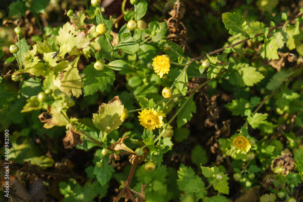Yellow chrysanthemum flowers that grow in the garden