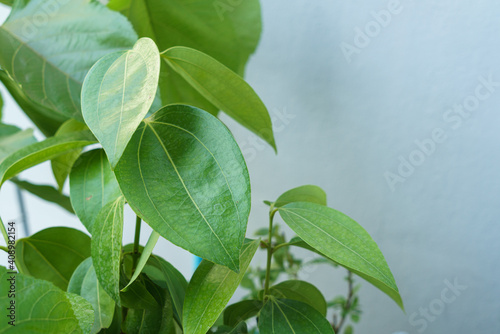 Macro photo of Saigon cinnamon leaves