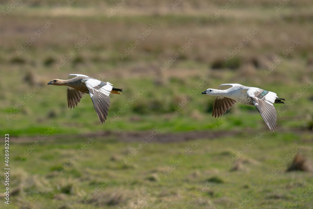 The upland goose or Magellan goose (Chloephaga picta) The upland goose or Magellan goose (Chloephaga picta)