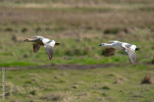 The upland goose or Magellan goose (Chloephaga picta) © Johannes Jensås