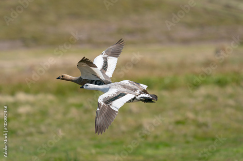 The upland goose or Magellan goose (Chloephaga picta)