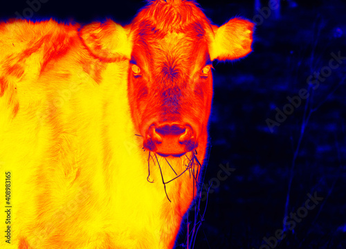 Cow in scientific high-tech thermal imager