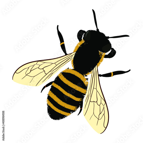 Bee isolated on the white background. Vector illustration