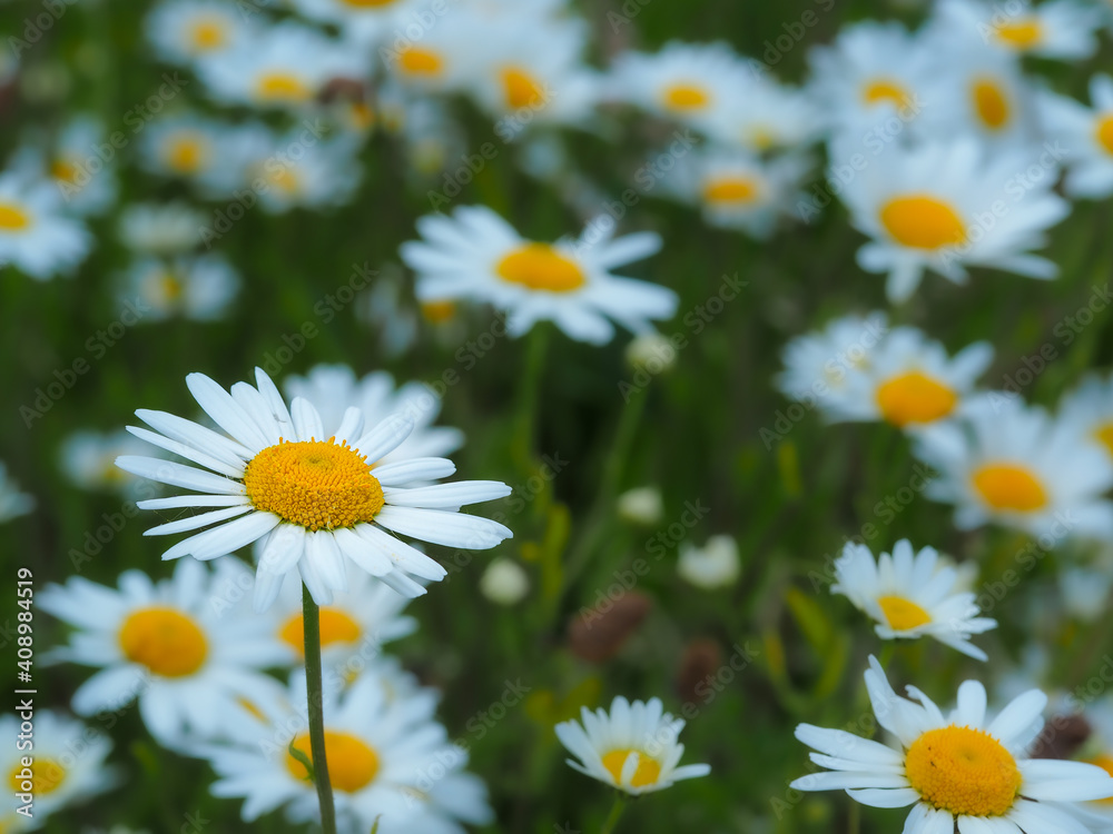 Fototapeta premium Pretty white oxeye daisies, Leucanthemum vulgare, flowering in a summer meadow