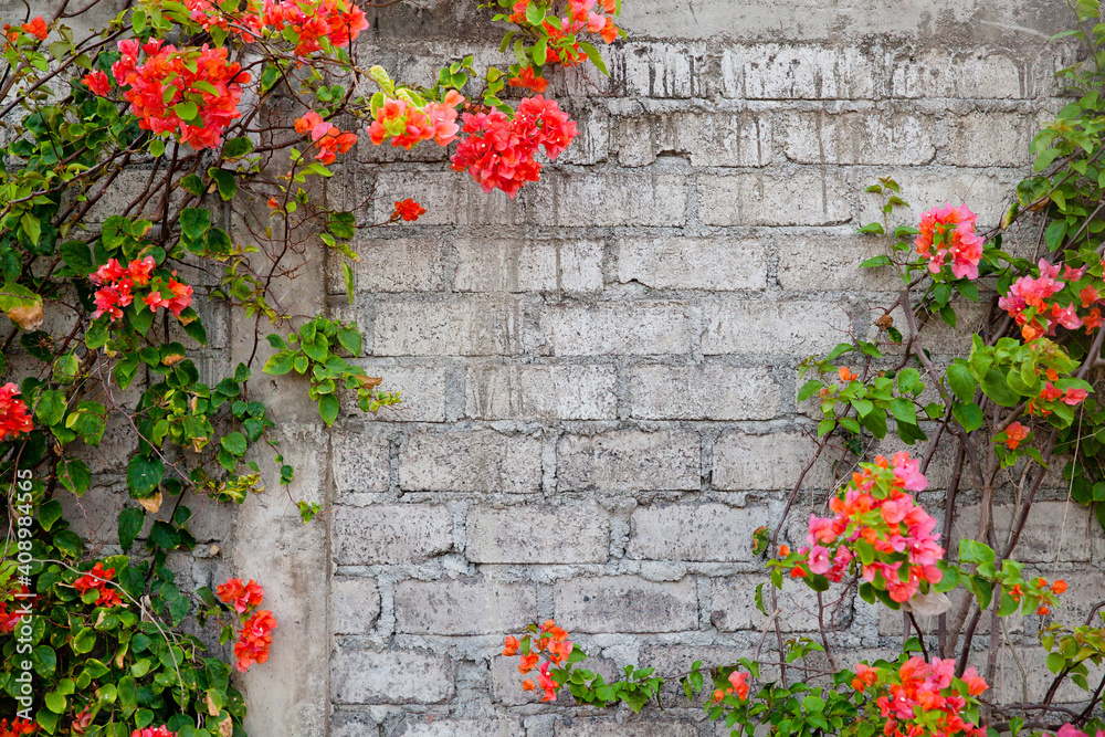Old brick wall and bougainvillea flowers. Old brick wall and bougainvillea flowers.