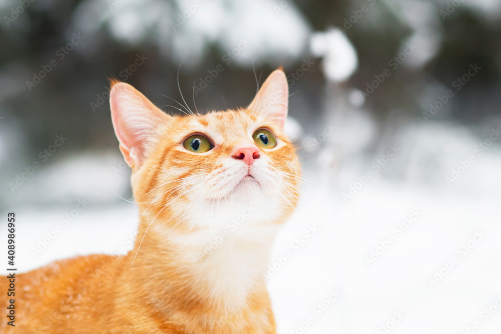 portrait, close-up of a ginger cat in profile, in the rays of the sun against the background of a winter forest. On the street, in the snow. Copy Space