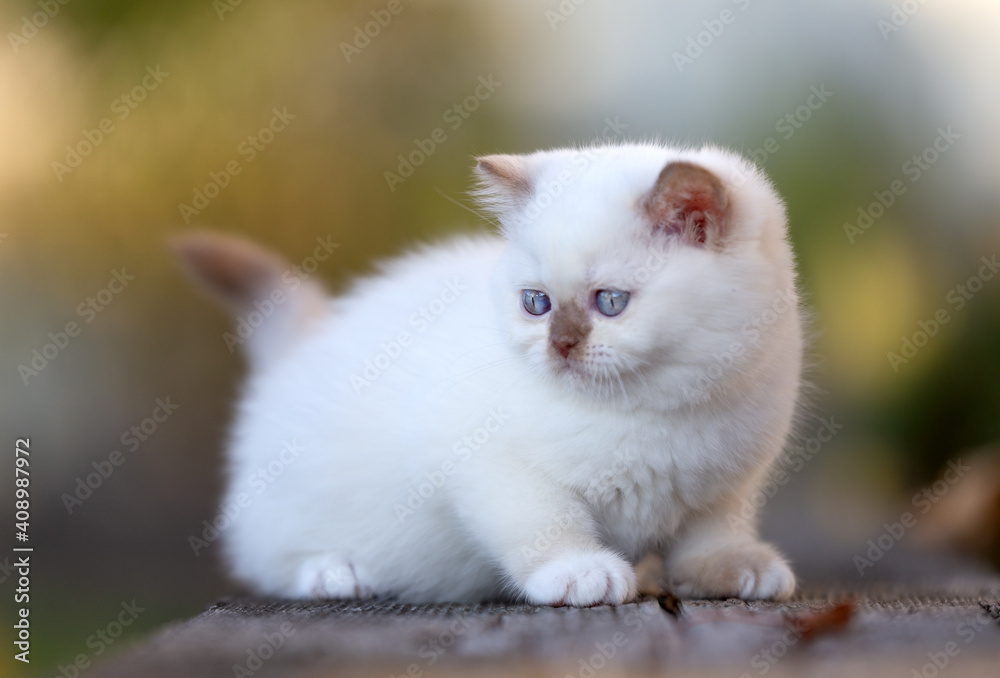 Fototapeta premium Luxus Katze BKH vom Züchter edel und imposant