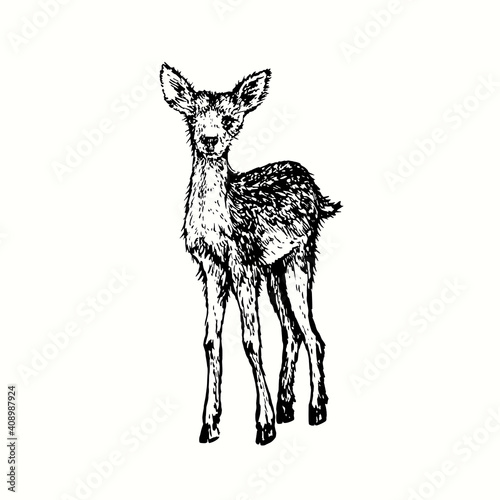 Hand drawn vintage small deer. Ink black and white drawing. Vector illustration