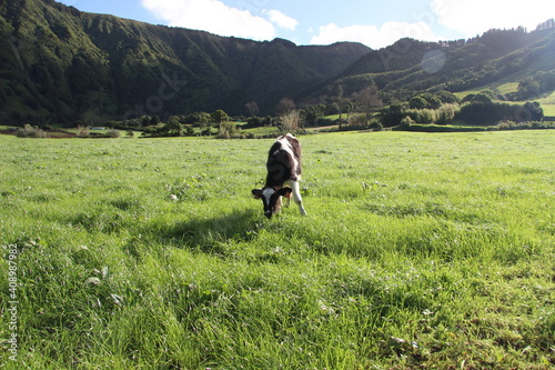 Cow Grazing field in Azores © Tiago