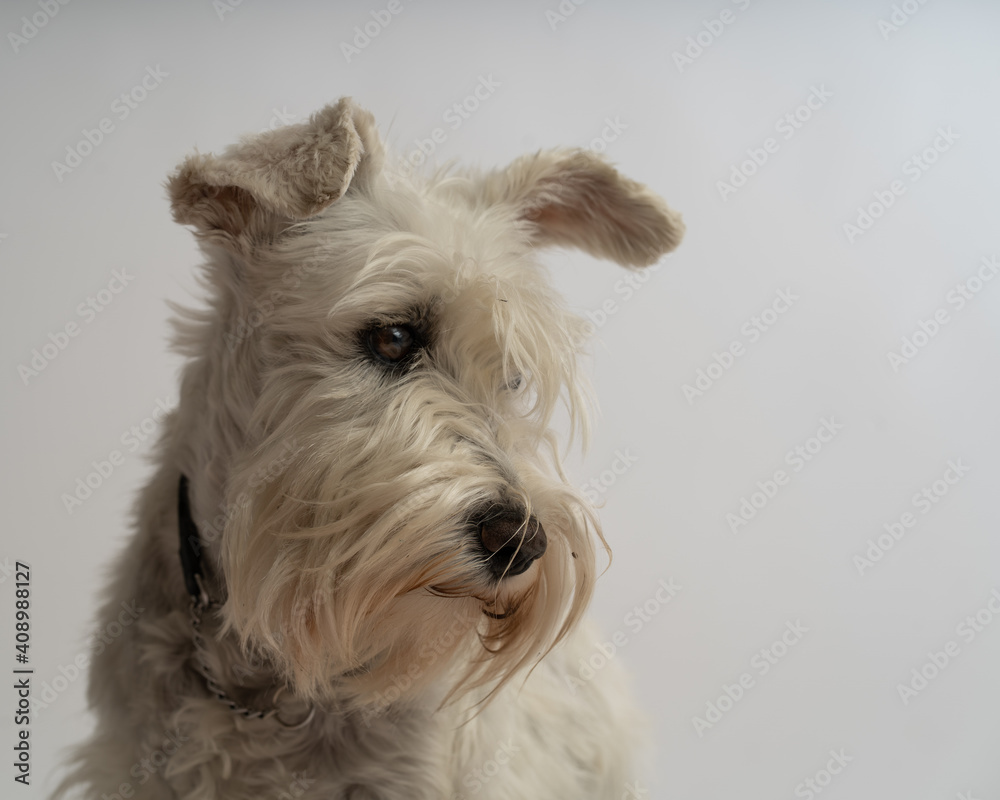 schnauzer studio portrait dog
