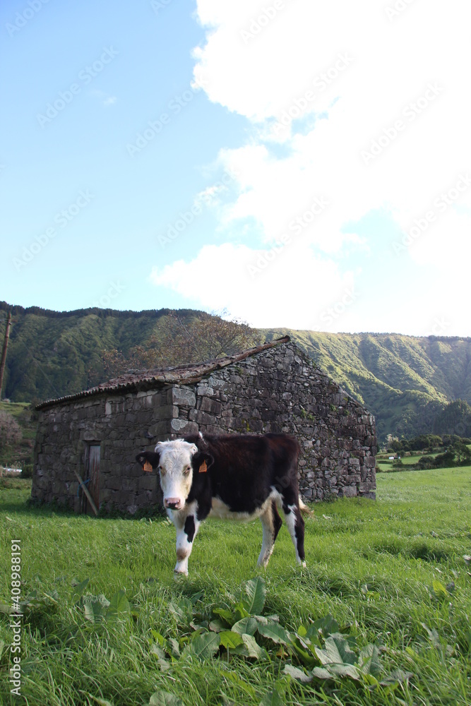 Cow Grazing field in Azores