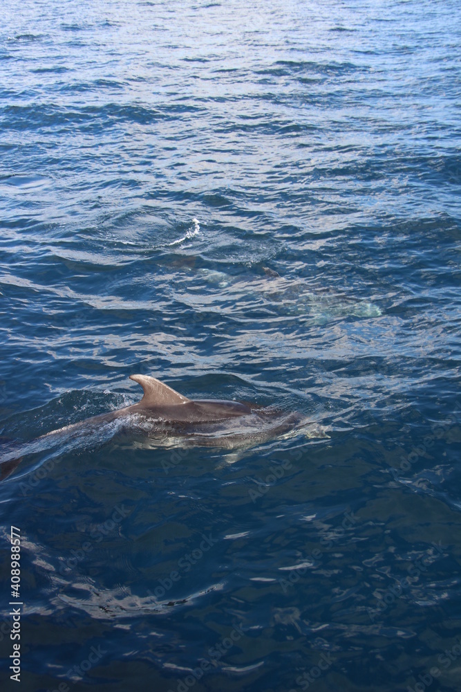Fototapeta premium Wild Dolphins Atlantic Ocean 