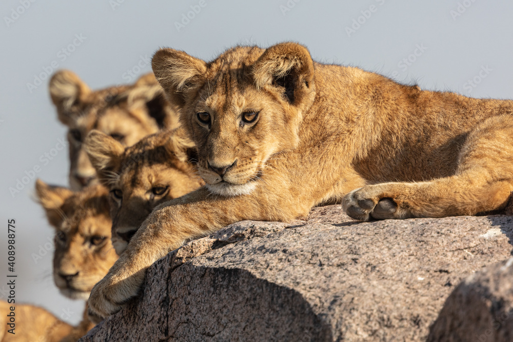 The most beautiful lion of the Masai Mara - obrazy, fototapety, plakaty 
