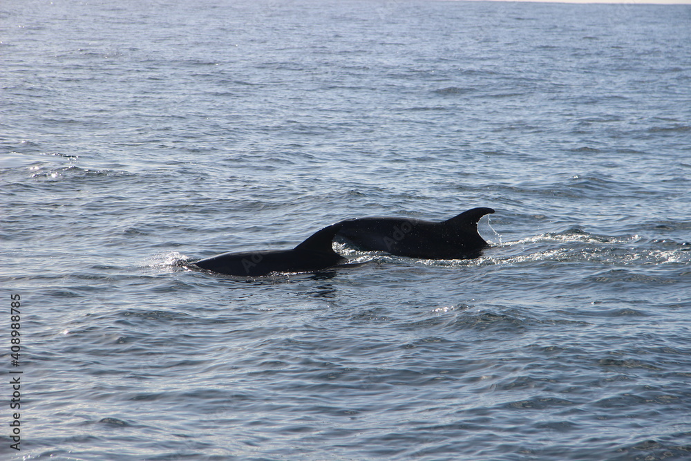 Obraz premium Wild Dolphins Atlantic Ocean