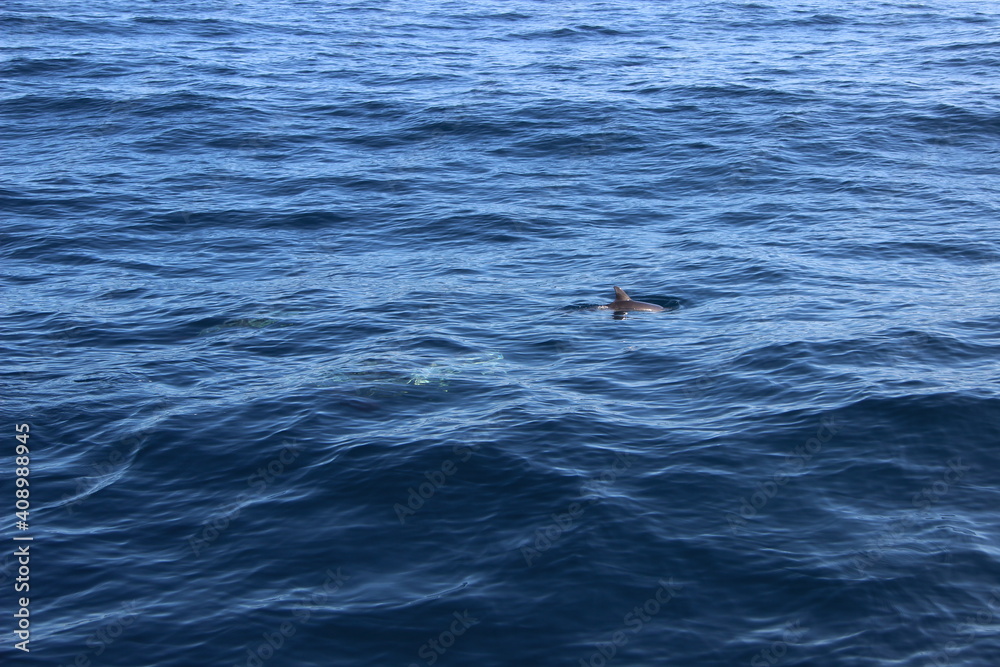 Obraz premium Wild Dolphins Atlantic Ocean 