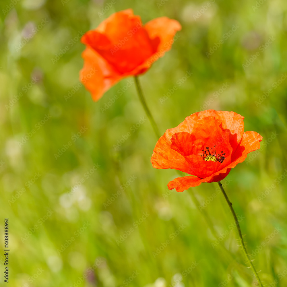 Fototapeta premium Red poppy flower on a blurred green background. 