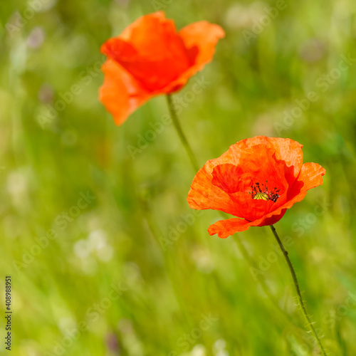Red poppy flower on a blurred green background. 