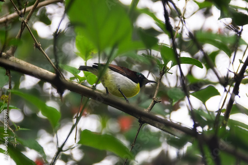 Winter tropical treescape wit Purple-Rumped Sunbird (Nectarinia zeylonica) photo