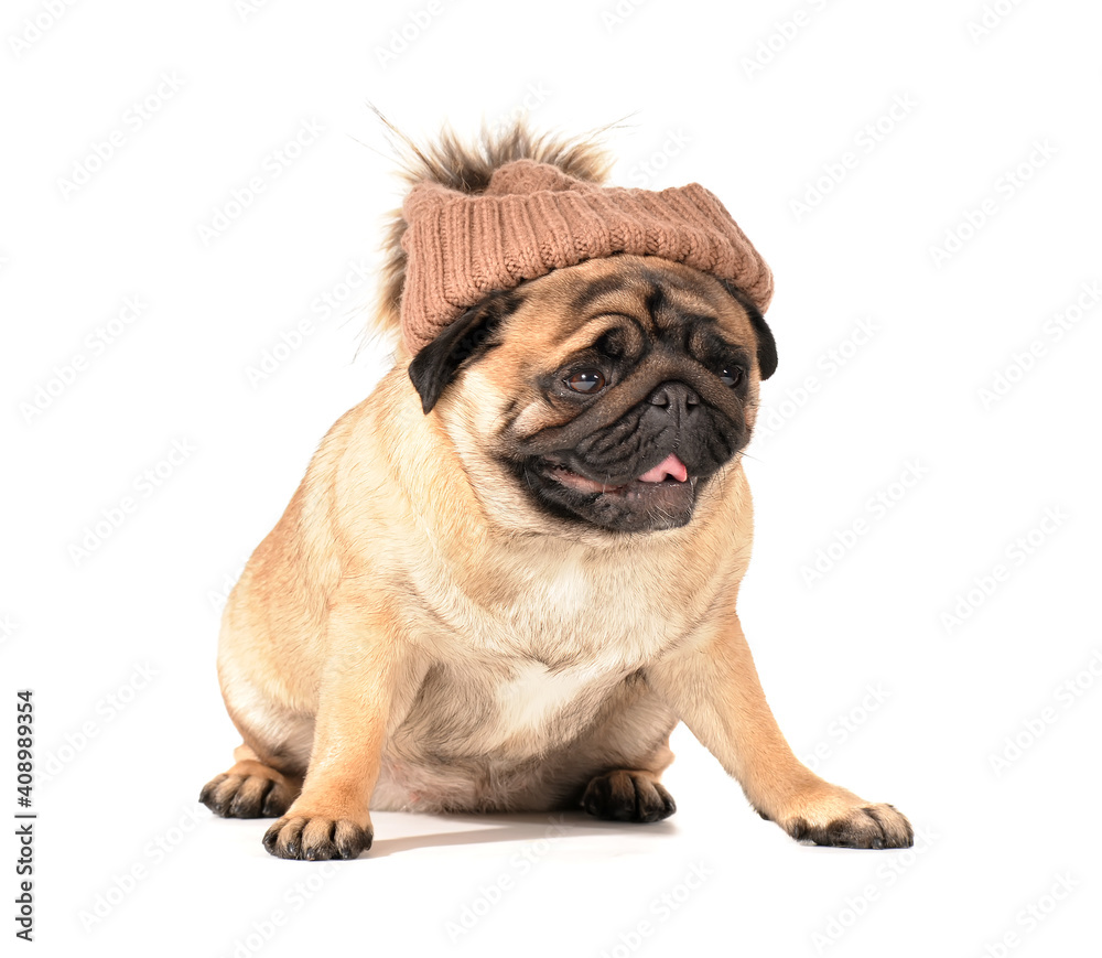 Cute pug dog with warm hat on white background. Concept of heating season