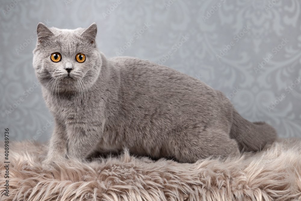 Fototapeta premium Britisch Kurzhaar Katze in blau mit orangen Augen sehr edel