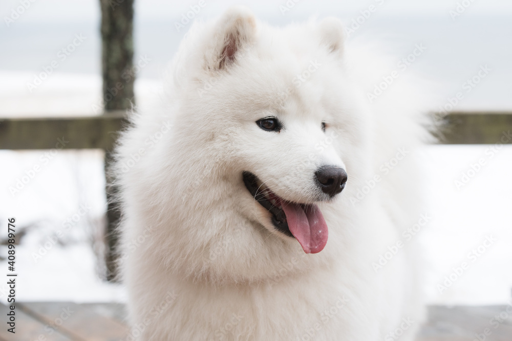 Samoyed white dog muzzle close up on snow road in Latvia