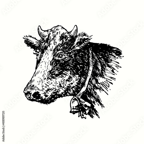 Hand drawn vintage cow head with bell on neck. Ink black and white drawing. Vector illustration