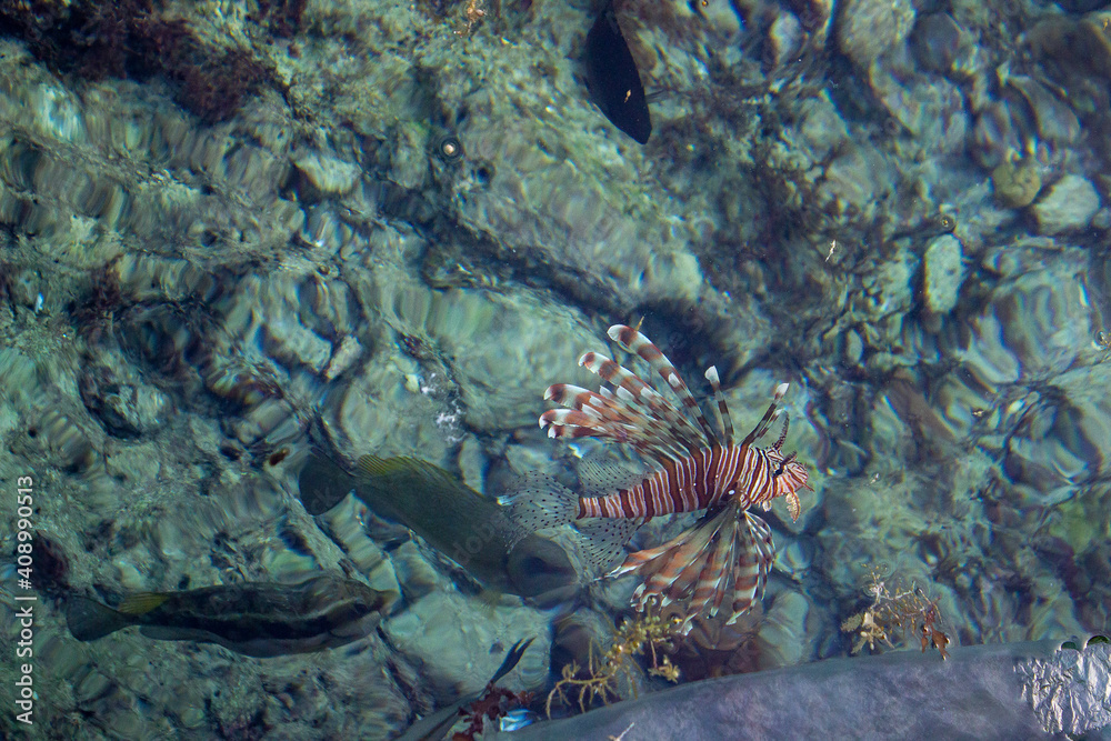 Fototapeta premium big bright fish swims in the sea