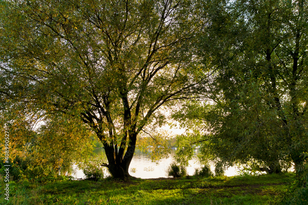 A big tree by the river at sunset. A big tree by the river at sunset.