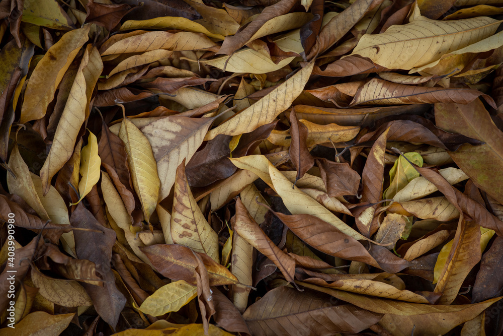 Background of dry leaves in autumn season.