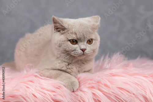 Luxus Katze BKH vom Züchter edel und imposant - Kitten dick und rund 