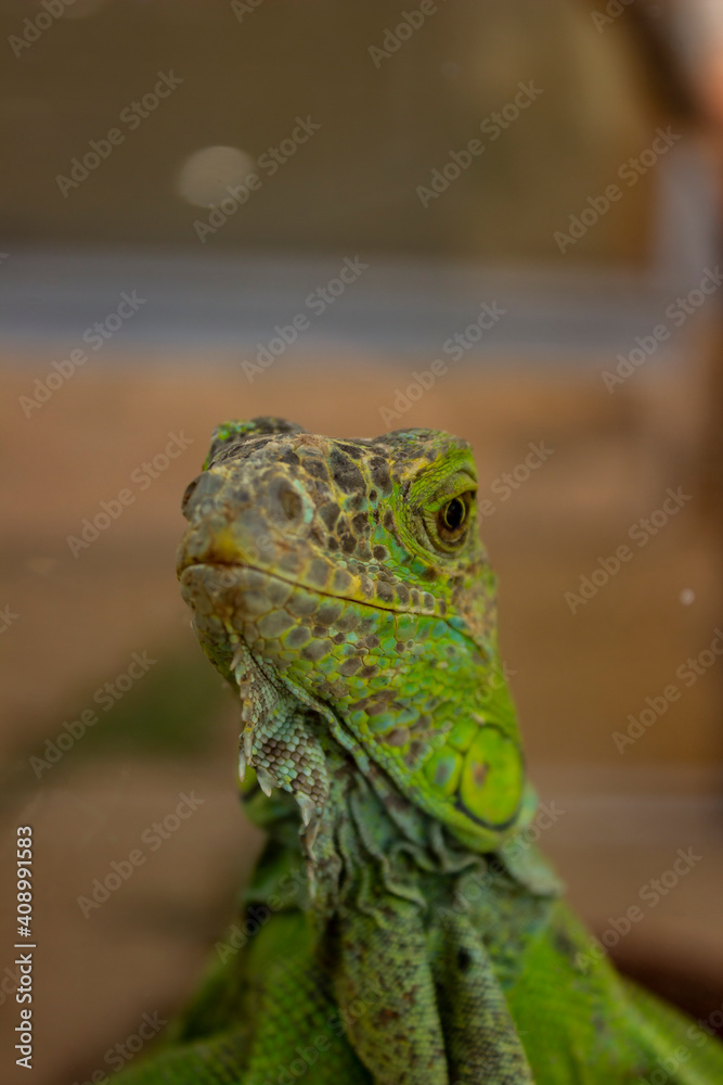 Fototapeta premium portrait of green iguana through glass