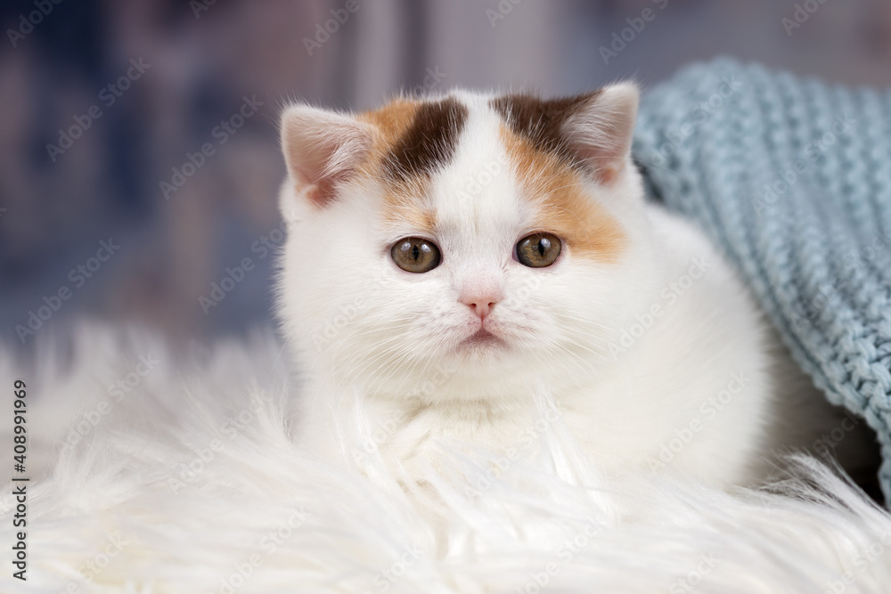 Luxus Katze BKH vom Züchter edel und imposant - Kitten dick und rund 