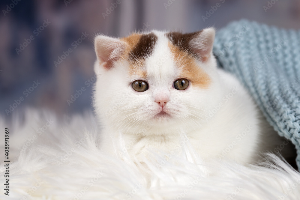 Luxus Katze BKH vom Züchter edel und imposant - Kitten dick und rund Luxus Katze BKH vom Züchter edel und imposant - Kitten dick und rund