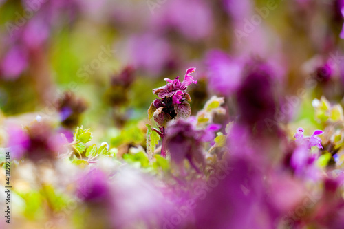 purple dead-nettle flowers in the forest © Nandor Palfi