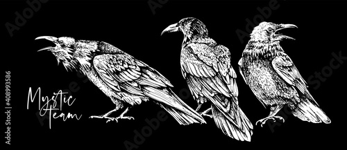 Sketch of a three crows on a black background. Mystic team  - lettering quote. T-shirt composition, Hand drawn style print. Vector illustration.