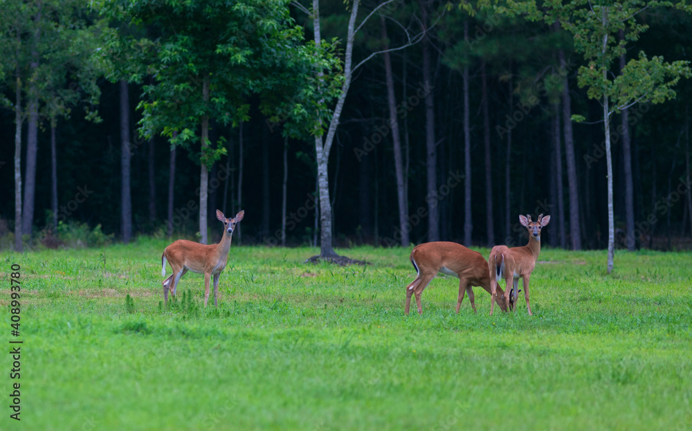 Three whitetail deer in North Carolina