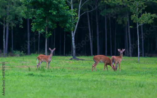 Three whitetail deer in North Carolina