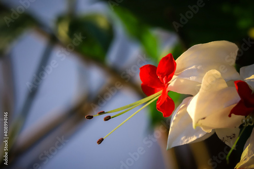 Clerodendrum; Ajugoideae; Lamiaceae; Clerodendrum thomsoniae. Clerodendrum. Flowers on a blurry background. Macro photography. Close-up.